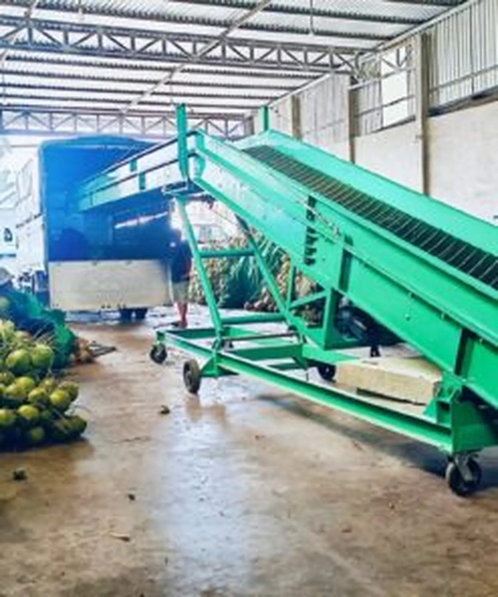 Băng tải cao su chuyển dừa lên xe