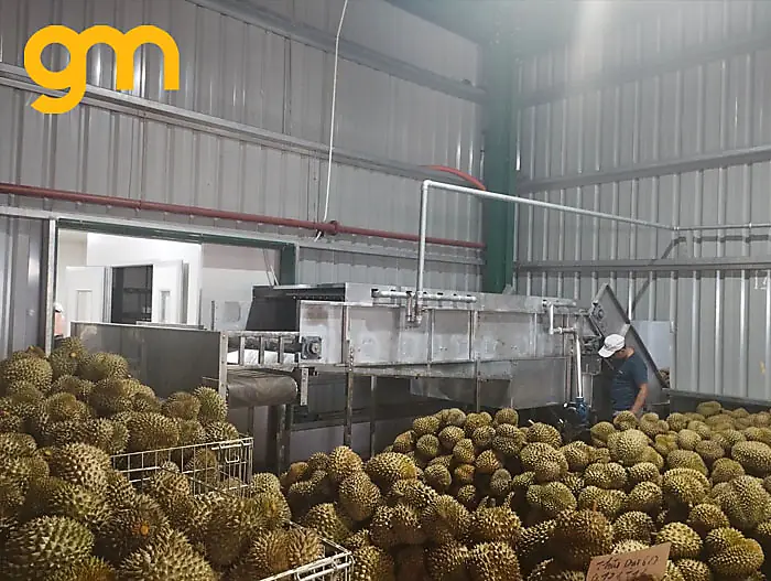 Ưu điểm băng tải thùng sầu riêng