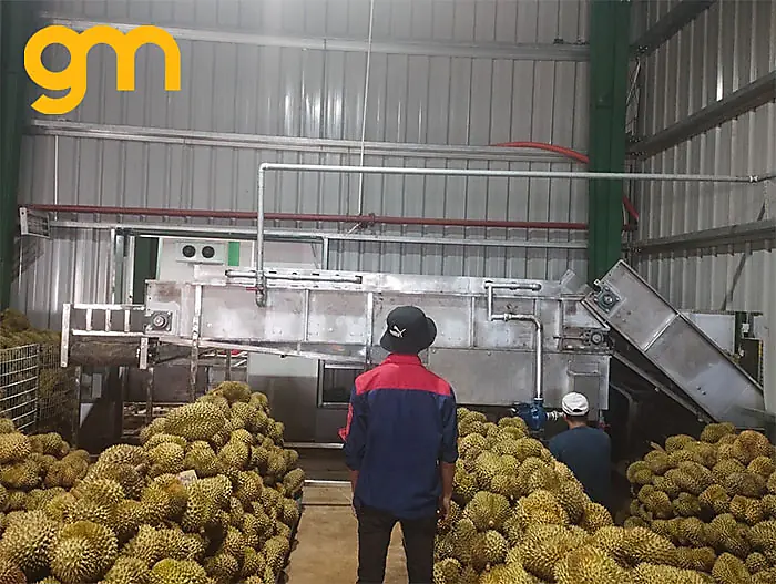 băng tải inox tải thùng sầu riêgn